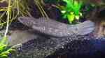 Einrichtungsbeispiele für die Haltung von Channa asiatica (Asiatischer Schlangenkopffisch) im Aquarium