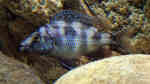 Placidochromis milomo im Aquarium (Einrichtungsbeispiele für Milomo-Buntbarsch)