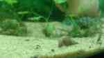 Schnecken im Aquarium halten (Einrichtungsbeispiele mit Schnecken)