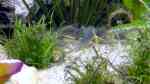 Panzerwelse im Aquarium halten (Einrichtungsbeispiele für Corydoras-Arten)