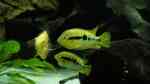 Aquarien mit Herotilapia multispinosa (Regenbogenbuntbarsch)