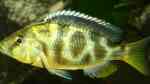 Nimbochromis venustus im Aquarium (Einrichtungsbeispiele mit Pfauenmaulbrüter)