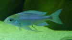 Aquarien mit Ophthalmotilapia ventralis (Blauer Fadenmaulbrüter)