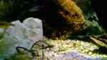 Paracheirodon innesi im Aquarium halten (Einrichtungsbeispiele für Neontetras)