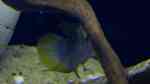 Aquarien mit Laetacara curviceps (Tüpfelbuntbarsch)