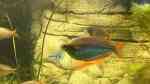 Regenbogenfische im Aquarium halten (Einrichtungsbeispiele für Melanotaeniidae)