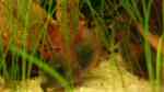 Aquarien mit Corydoras venezuelanus (Einrichtungsbeispiele mit Rostroter Venezuela Panzerwels)