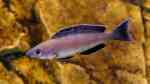 Beispiele für Aquarien mit Heringscichliden (Cyprichromis)