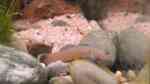 Rhinogobius im Aquarium halten (Einrichtungsbeispiele für Rhinogobius-Arten)