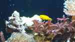 Gobiodon okinawae im Aquarium halten (Einrichtungsbeispiele für Gelbe Korallengrundel)
