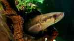 Aquarium mit Parachanna africana (Afrikanischer Schlangenkopffisch)