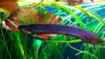 Polypterus im Aquarium halten (Einrichtungsbeispiele für Eigentliche Flösselhechte)