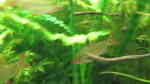 Distichodus noboli im Aquarium halten (Einrichtungsbeispiele für Kleiner Rotflossen Geradsalmler)