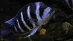 Aquarien mit Cyphotilapia gibberosa (Blauer Tanganjika-Beulenkopf)