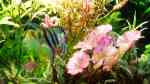 Einrichtungsbeispiele für Aquarien, die mit Tigerlotus (Nymphaea lotus) bepflanzt sind