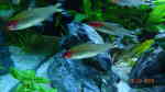 Rotkopfsalmler im Aquarium halten (Einrichtungsbeispiele für Hemigrammus bleheri)
