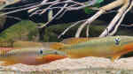 Crenicichla zebrina im Aquarium halten (Einrichtungsbeispiele für Crenicichla zebrina)
