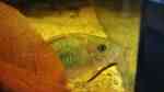 Aquarien mit Corydoras splendens (Einrichtungsbeispiele mit Smaragdpanzerwels)