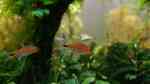 Axelrodia risei im Aquarium halten (Einrichtungsbeispiele für Erdbeersalmler)