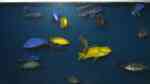 Einrichtungsbeispiele für Aquarien mit 3D-Rückwand