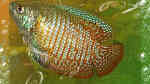 Aquarien mit Zwergfadenfischen (Colisa lalia)