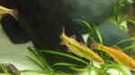 Einrichtungsbeispiele mit Brokatbarben (Puntius semifasciolatus)