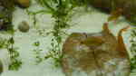 Einrichtungsbeispiele mit Brokatbarben (Puntius semifasciolatus)