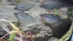 Aquarien mit Mosaikfadenfischen (Trichogaster leerii)
