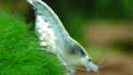 Einrichtungsbeispiele für Aquarien mit White Pearl Garnelen (Neocaridina cf. Zhangjiajiensis var. white)