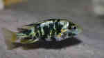 Paralabidochromis chromogynos im Aquarium (Einrichtungsbeispiele für Paralabidochromis chromogynos)