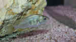 Lithochromis rubripinnis im Aquarium (Einrichtungsbeispiele für Lithochromis rubripinnis)
