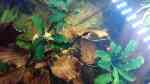 Bucephalandra "Wavy Green" im Aquarium pflegen (Einrichtungsbeispiele für Bucephalandra "Wavy Green")
