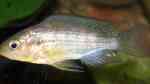 Aquarien mit Astatoreochromis alluaudi (Alluaudi-Buntbarsch)