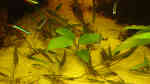 Aquarien mit Anubias heterophylla (Verschiedenblättriges Speerblatt)