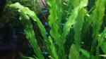 Echinodorus martii im Aquarium pflegen (Einrichtungsbeispiele für Gewelltblättrige Schwertpflanze)