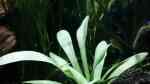 Aquarien mit Sagittaria platyphylla (Breitblättriges Pfeilkraut)