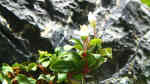 Bucephalandra Red Mini im Aquarium pflegen (Einrichtungsbeispiele für Lamandau Mini Red)
