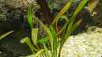 Aquarien mit Helanthium bolivianum (Breitblättrige Zwergschwertpflanze)