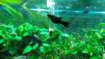 Black Mollys im Aquarium halten (Einrichtungsbeispiele für Poecilia sphenops)