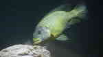 Petrochromis macrognathus im Aquarium halten (Einrichtungsbeispiele für Petrochromis macrognathus)