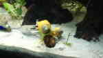 Schnecken im Aquarium halten (Einrichtungsbeispiele mit Schnecken)