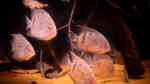Uaru fernandezyepezi im Aquarium halten (Einrichtungsbeispiele für Orinoco-Keilfleckbuntbarsche)