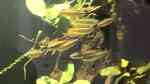 Phenacogrammus aurantiacus im Aquarium halten (Einrichtungsbeispiele für Goldener Kongosalmler)