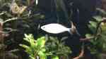 Einrichtungsbeispiele mit Zwerg-Neon-Regenbogenfischen (Melanotaenia praecox)