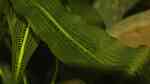 Aquarien mit Aponogeton henkelianus (Grosse Madagaskar-Gitterpflanze)