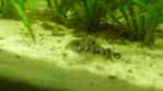 Aquarien für Corydoras paleatus (Marmorierter Panzerwels)