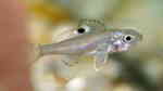 Ectodus descampsi im Aquarium halten (Einrichtungsbeispiele für Ectodus descampsi)