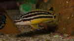 Julidochromis ornatus im Aquarium (Einrichtungsbeispiele mit Gelber Schlankcichlide)
