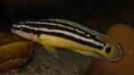 Julidochromis ornatus im Aquarium (Einrichtungsbeispiele mit Gelber Schlankcichlide)