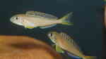 Aquarien für Xenotilapia flavipinnis (Gelber Sandcichlide)